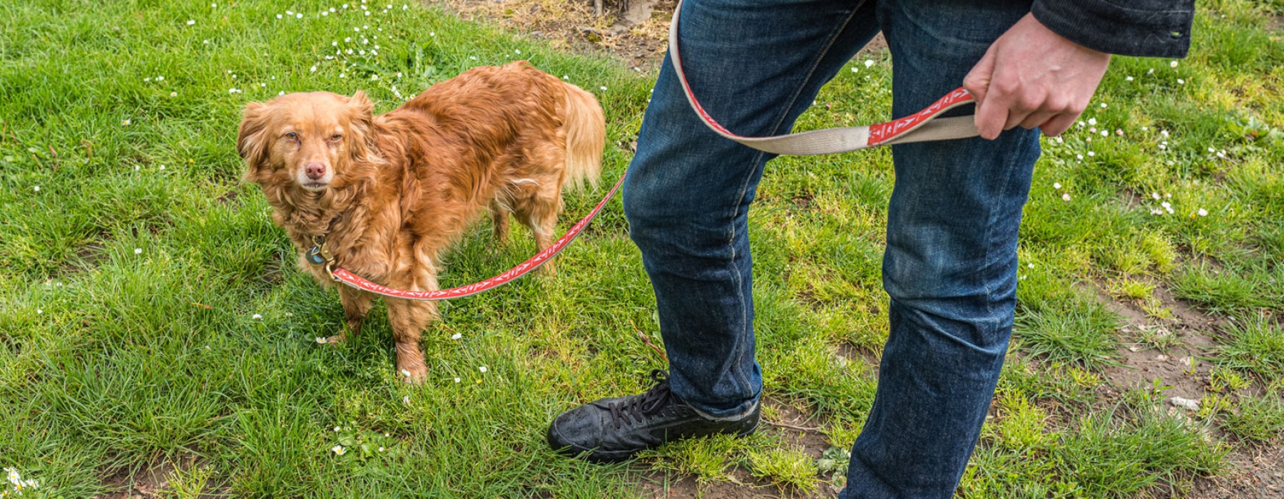 Man walking is dog in a park 