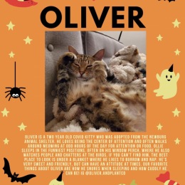 October’s Pet of The Month 🎃🤍 #pdx #spookyseason #spookycat Instagram post from @pelotonpdx on October 12, 2022 11:31:06am